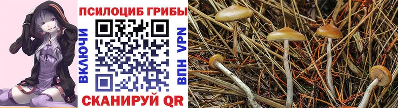 закладки Елизаветинская Псилоцибиновые грибы мухоморы